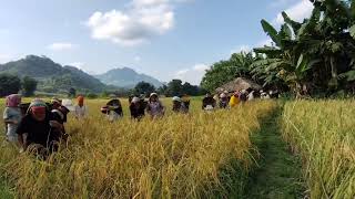 Wancho Ancestral Paddy Harvest Song  Zedua Village Farmers Singing to the Paddy FieldsTheWancho [upl. by Suravart]