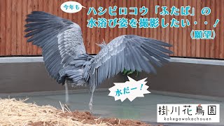 （今年も）ふたばの水浴び姿を撮影したい・・・！【掛川花鳥園公式】 [upl. by Kevyn]