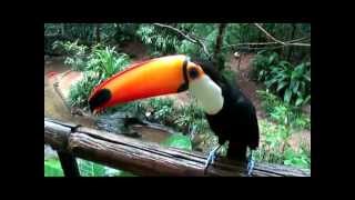 Increible Tucan que habla [upl. by Elladine955]