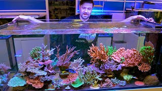 This Awesome Reef Tank Thrives on the Basics [upl. by Noerb]