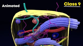 Connective tissues ⚡3d animation  Class 9 Biology [upl. by Swithbert]