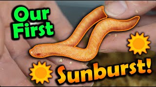 Baby Sunburst Hognoses Hatching [upl. by Mundy]