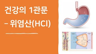 건강의 제 1관문 위염산역류성 식도염 위염 위궤양 십이지장궤양 십이지장염 소화 소금 [upl. by Areivax]