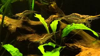 Xiphocaris elongata yellow noseshrimpyellow rhino shrimp [upl. by Noryt34]