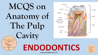 MCQs in Endodontics  Anatomy of the Pulp Cavity [upl. by Riggall]