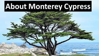 Monterey Cypress  Hesperocyparis macrocarpa  Native California formerly Cupressus [upl. by Domineca]