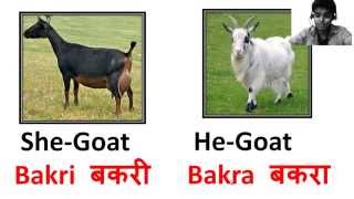 40 Animals Names In Hindi with Pictures [upl. by Chandal]