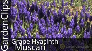 Grape Hyacinth  Muscari armeniacum  How to grow Grape Hyacinth muscari [upl. by Marlyn]