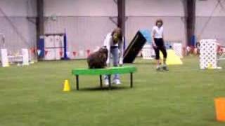 Dog agility [upl. by Norred]