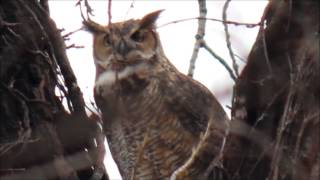 Great Horned Owl Hooting Territorial Evening Call At Sunset [upl. by Oakley]