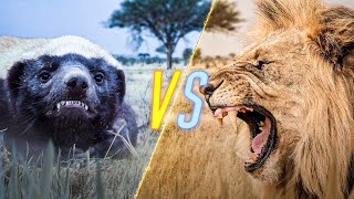 Honey Badger VS Lion [upl. by Lussi]