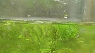 Wild Betta Smaragdina Guitar fry eating paramecium [upl. by Koziara953]