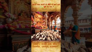 Humans are turning into rats in Rajasthans Karni Mata temple shorts viralvideo hinduism [upl. by Trotta]