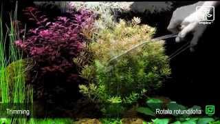 Rotala rotundifolia [upl. by Desta13]