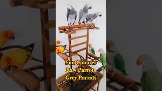 Raw Parrots Grey Parrots Sun Conures  shorts shortfeed parrot birdslover talkingparrot fyp [upl. by Winthrop352]