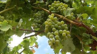 Vendanges  quot la canicule cest le meilleur antimildiouquot [upl. by Nitz]