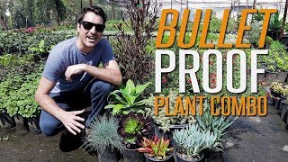 Bullet Proof Plant Combo for Full Sun [upl. by Leora]