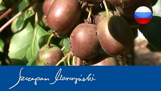 Actinidia  Aктинидия  виды сорта использование  чaсть 1 [upl. by Akin]