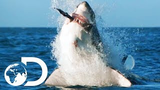 How Would Orca Attack And Kill A Great White  Air Jaws The Hunted  SHARK WEEK 2018 [upl. by Yniattirb]