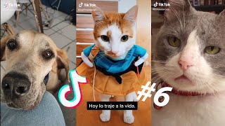 LOS MEJORES TIK TOKS DE GATOS Y PERROS 13  Recopilación de Tik Toks de animales [upl. by Ardnat]