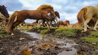 Beautiful Herd of Horses Running Free [upl. by Alael]