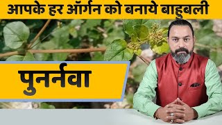 Punarnava ke Fayde quot पुनर्नवा के फायदे  Boerhavia diffusa  JadiButi Store [upl. by Eivod508]