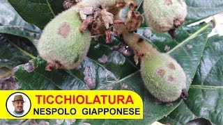 TICCHIOLATURA NESPOLO GIAPPONESE [upl. by Ana181]