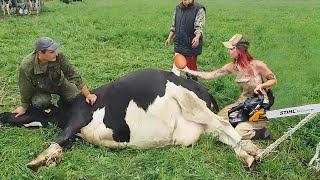 Revolutionize Farming Advanced Straw Stacking Milking Silage Cows Big Machines [upl. by Aihtyc]