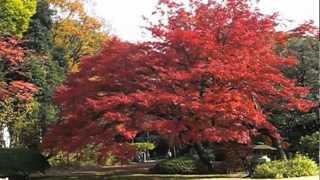 Rikugien Garden in autumn 六義園 秋 紅葉 [upl. by Fredi258]