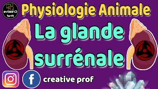 Physiologie Animale  Endocrinologie  la glande surrenale  darija [upl. by Liam109]