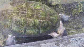 Ueno Zoological Gardens  Pelusios castaneus ≪ Weat Afican mud turtle ≫  クリイロハコヨコクビガメ [upl. by Serafine317]