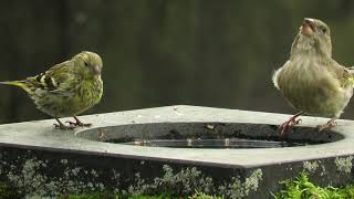 Relations between Siskin and Greenfinch drinking water [upl. by Airyt]