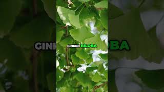 Why You Should Add Ginkgo Biloba to Your Routine shorts [upl. by Godderd]