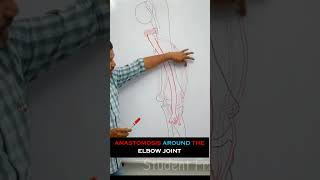 Anastomosis around the elbow joint  full lecture in description anatomy medical mbbs medicine [upl. by Edlitam]