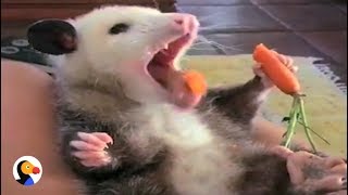 Rescue Possum Loves Her Snacks  The Dodo [upl. by Anitsrhc701]