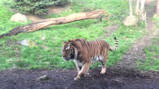 Dublin Zoo wake up call  tiger fight [upl. by Yenetruoc]