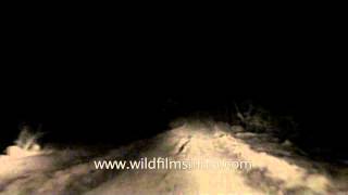 Night safari in Satpura National Park Madhya Pradesh [upl. by Sheree739]