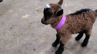 Tiny baby goat is cute but noisy [upl. by Mcmath526]