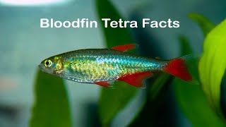 Bloodfin Tetra Fish Facts [upl. by Drareg]