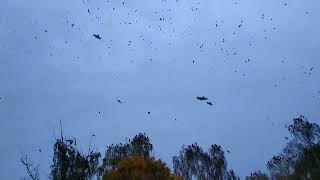 Many crows and jackdaws gathered in a huge flock [upl. by Annal]