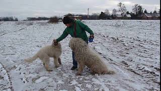 Komondor Atos for adoption 3 [upl. by Marsden]