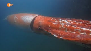 Riesenkalmar in Japan  Giant Squid in Japan [upl. by Sergo]