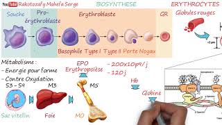 ÉRYTHROCYTES Globules rouges [upl. by Jun]