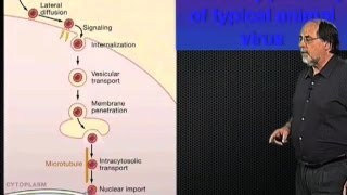 Virus entry  Ari Helenius ETH [upl. by Dylana]