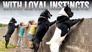 The 10 Most Territorial Dog Breeds [upl. by Ellitnahc]