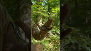 Bündeln ohne Knoten survival bushcraft natur wald [upl. by Ybab]