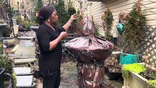 Transplanting Store Bought Hellebores in the garden Taking Down Remaining of Lights amp Decorations [upl. by Eonak]