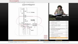 quotGlycoconjugatesquot  Biochemistry with Educatorcom [upl. by Kcirdnek394]