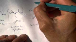 Digesting MSG amp Aspartame 2 of 4 Amino Acid Chemistry [upl. by Dutch173]