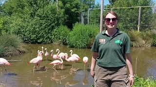 Day in the Life of a Zoo Keeper  BIRDS [upl. by Delphine]